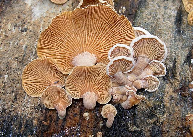Panellus stipticus var. albidotomentosus  ?